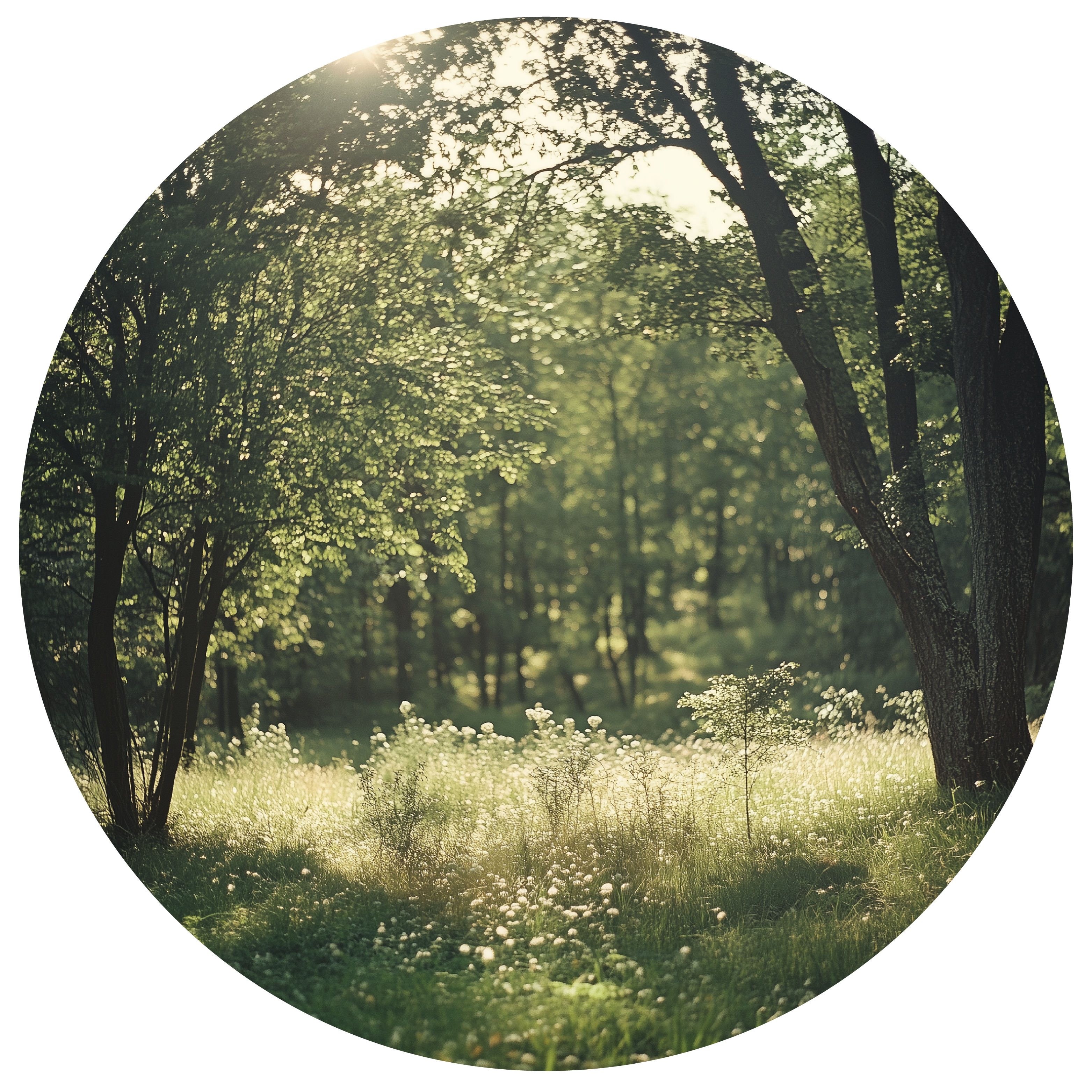 rootsnlines_features_3